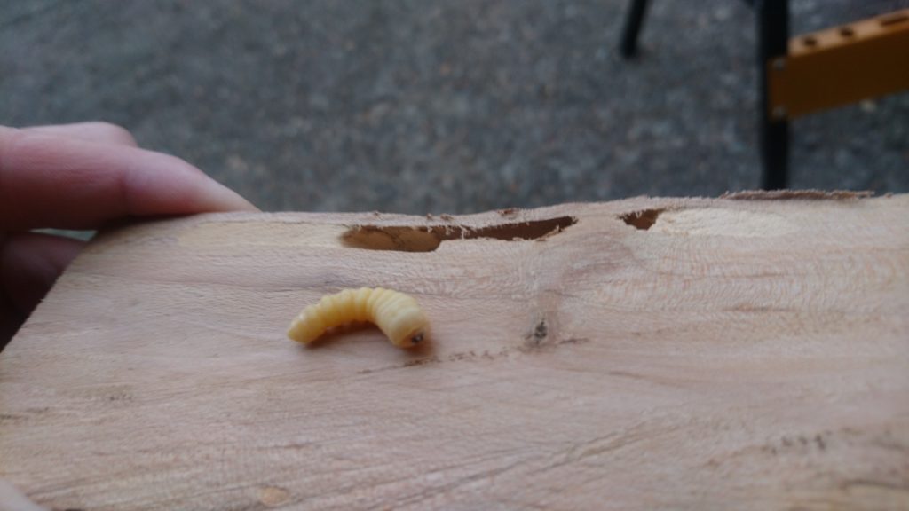 燻製用の薪がカミキリムシに食べられました！　カミキリムシの幼虫