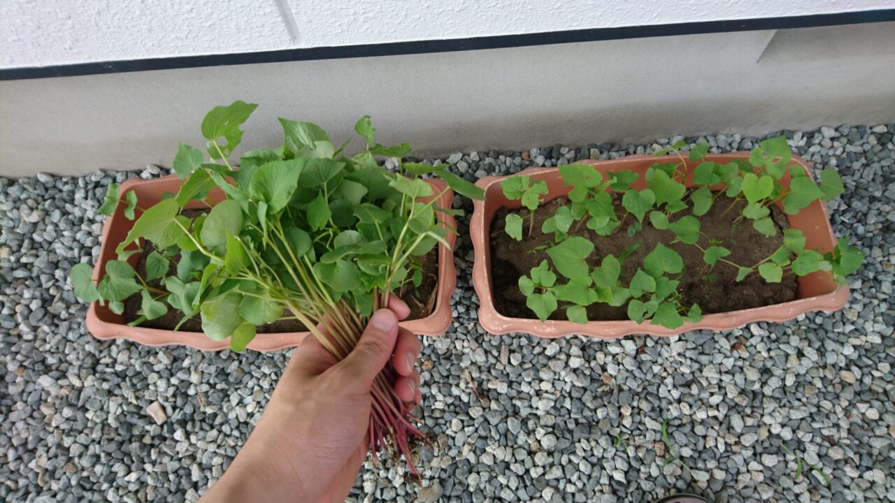 蕎麦屋さんから貰ったそばの種をプランターに植えてみた 素人の家庭菜園 よぴかりさん