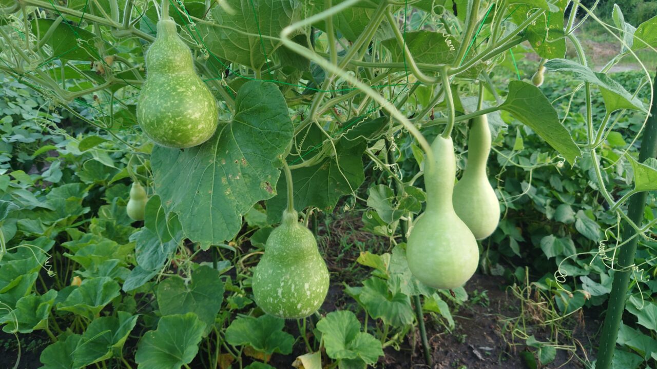 8月上旬。ひょうたんの実ができる。